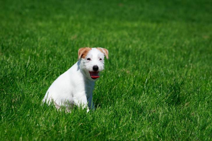Photo Parson Russell Terrier