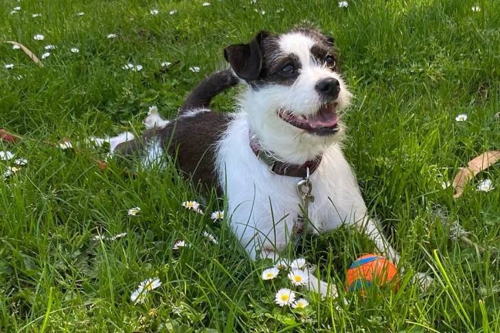 Un Parson Russell Terrier allongé sur un terrain herbeux et portant un collier autour du cou 