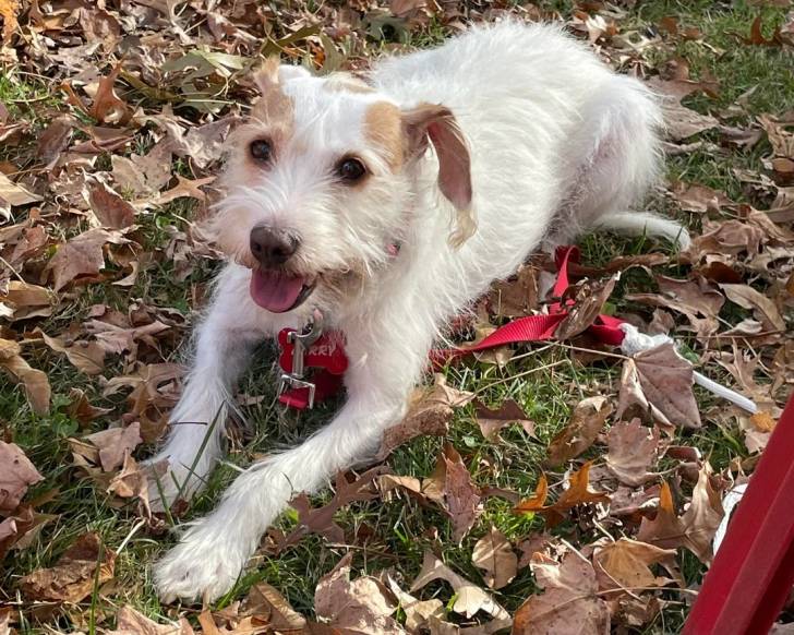 Un Parson Russell Terrier allongé sur une surface herbacée et qui est tenu en laisse 