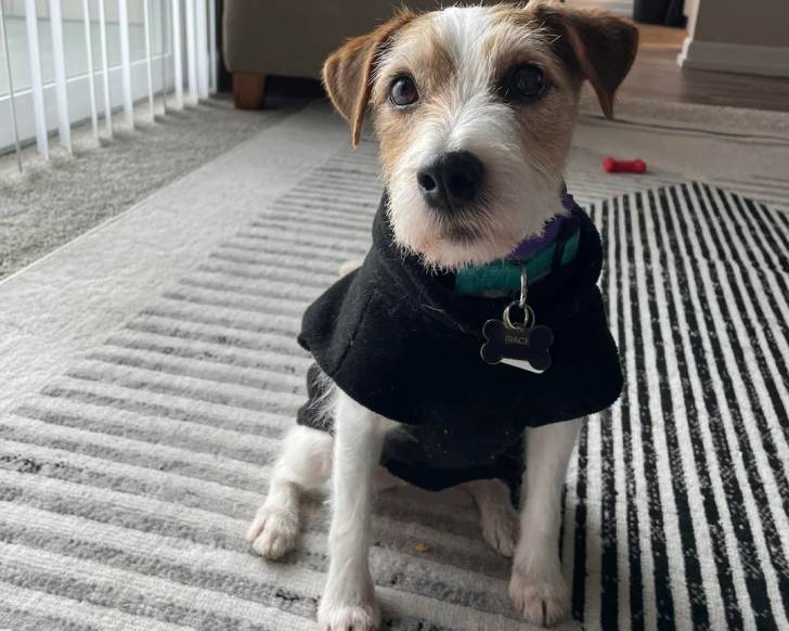 Un Parson Russell Terrier assis sur une moquette et portant un habit pour chien 