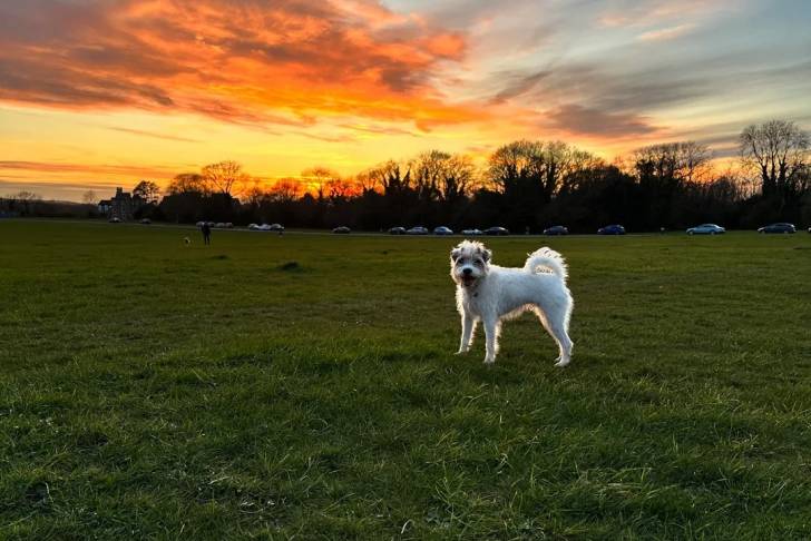 Un Parson Russell Terrier sur une surface herbacée et portant un collier autour du cou