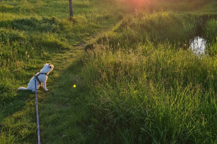 Un Parson Russell Terrier assis sur une surface herbacée et qui est tenu en laisse