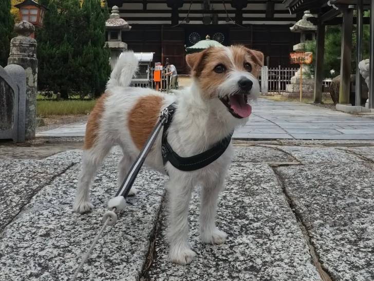 Un Parson Russell Terrier tirant la langue et tenu en laisse