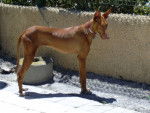 Hembra - Podenco Canario
