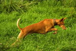 Photo Podenco Canario