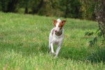 Photo Podenco Canario