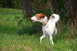 Photo Podenco Canario