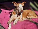 Photo Podenco Canario