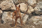 Photo Podenco Canario