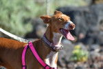 Photo Podenco Canario