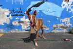 Photo Podenco Canario