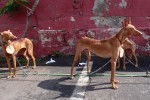 Photo Podenco Canario