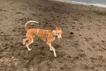 Photo Podenco Canario