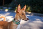 Photo Podenco Canario