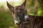 Photo Podenco Canario