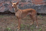 Photo Podenco Canario