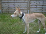 Photo Podenco Canario