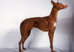 Photo Podenco Canario