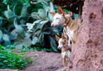 Photo Podenco Canario