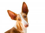 Photo Podenco Canario