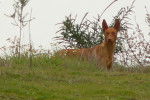 Photo Podenco Canario