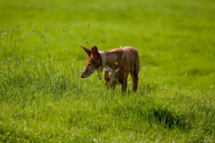 Photo Podenco Canario