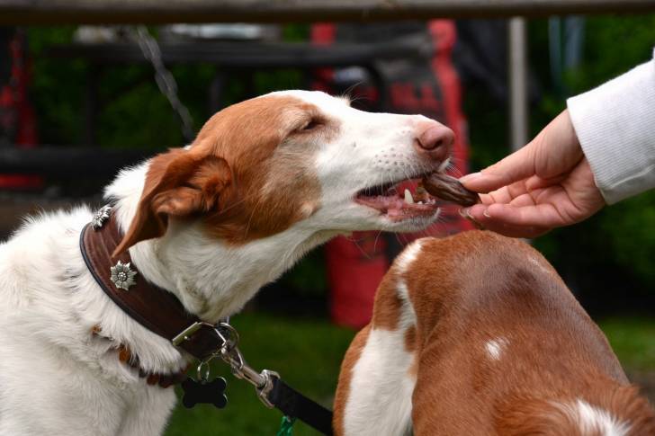 Photo Podenco Canario