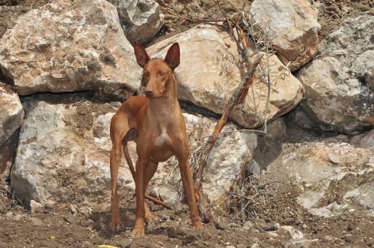 Photo Podenco Canario