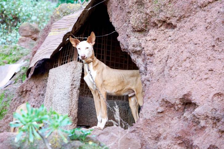 Photo Podenco Canario