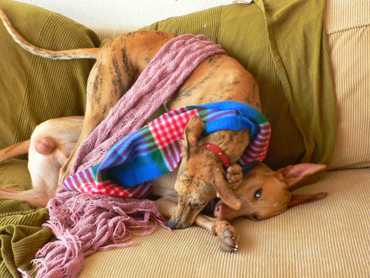 Photo Podenco Canario