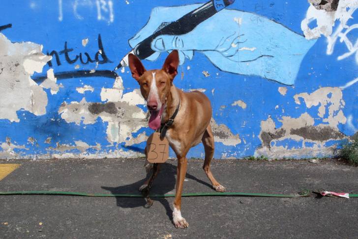 Photo Podenco Canario