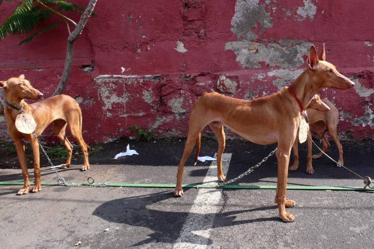 Photo Podenco Canario