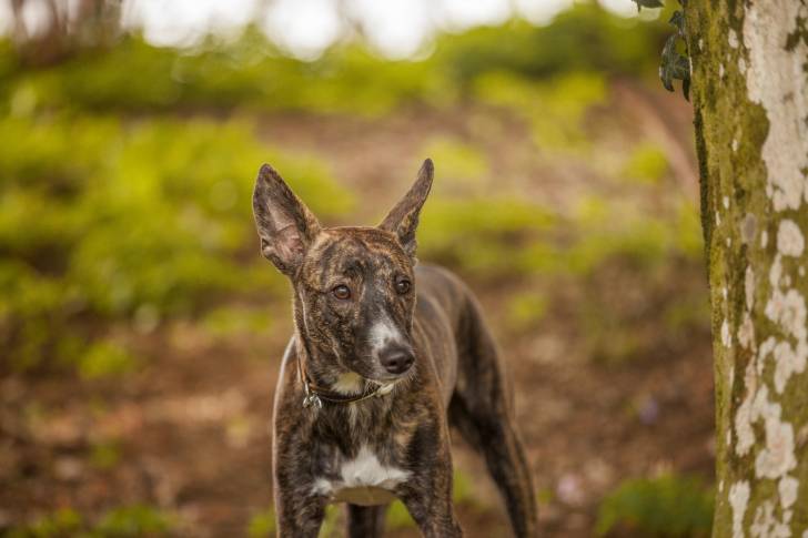 Photo Podenco Canario