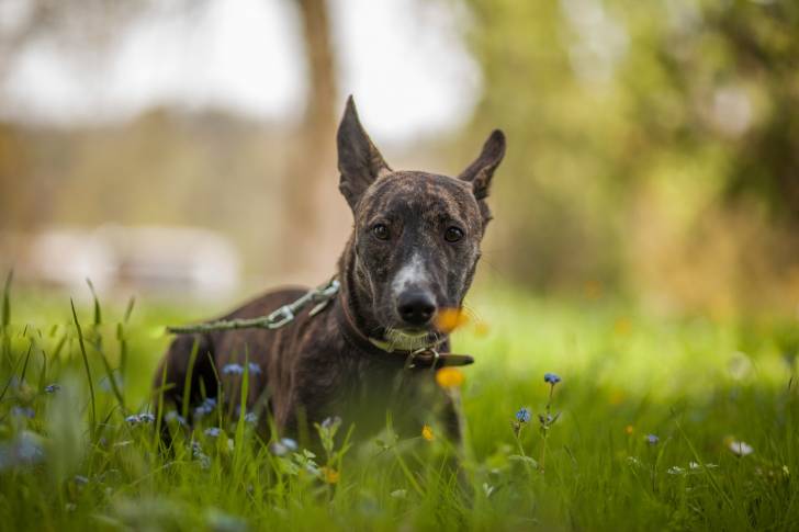 Photo Podenco Canario