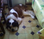rockia - Saint-Bernard (12 ans)