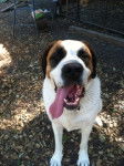 Dozer - Saint-Bernard Mâle (3 ans)