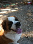 Bernnina - Saint-Bernard (3 ans)