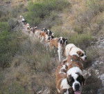 coco, lola, lea, ela, rex, tom,bella - Saint-Bernard