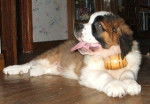 Cookies - Saint-Bernard Mâle (2 ans)