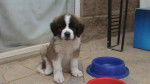 Thor - Saint-Bernard Mâle (5 mois)