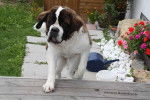 Daisy - Saint-Bernard (5 ans)