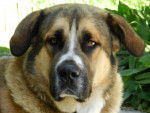 bounty - Saint-Bernard Mâle (2 ans)