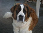 Fiona - Saint-Bernard (1 an)