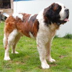 Leo ii - Saint-Bernard Mâle (2 ans)