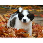 san bernardo - Saint-Bernard Mâle