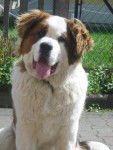 Olix - Saint-Bernard
