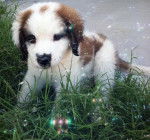 My baby Bear Yogi - Saint-Bernard Mâle