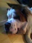Baby Bear Yogi - Saint-Bernard Mâle (10 mois)