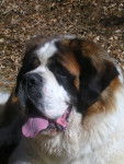 anouck - Saint-Bernard (4 ans)