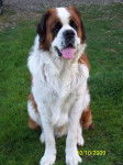 bouba - Saint-Bernard Mâle (3 ans)